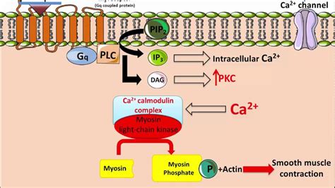 Ipratropium - Mechanism of Action - YouTube