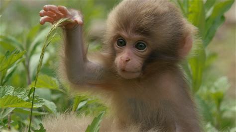 Snow Monkeys | Monkey Babies Start to Explore | Nature | PBS