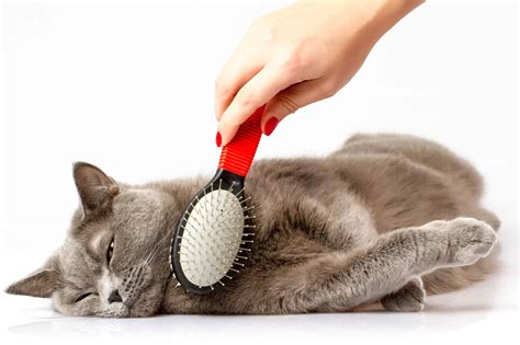 Best Cat Brush and Furminator in 2019 for Short & Long Hair - GoodCatLife