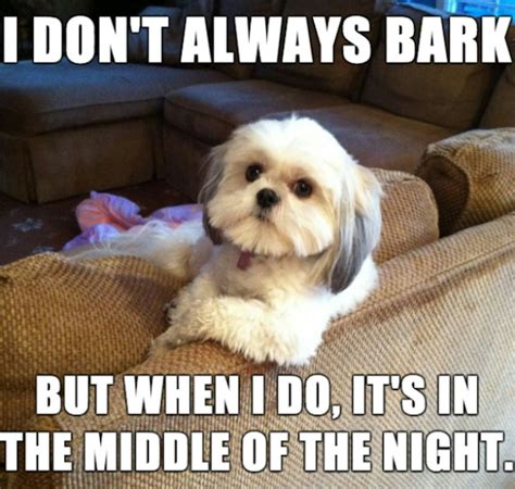 11 National Dog Day Memes That Are Just As Hilarious As They Are Cute