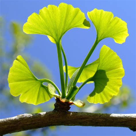 Images Of Ginkgo Leaves - Printable Template Calendar