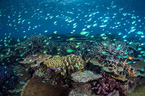 John Brewer Reef Great Barrier Reef Townsville / MOUA / Museum of ...