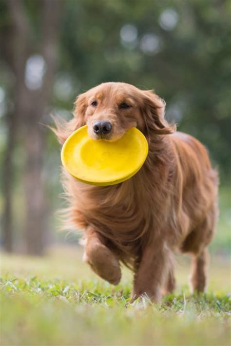 Golden retriever playing in the meadow #goldenretriever | Golden ...