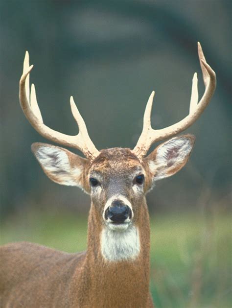 Identifying Types of Deer Deer Ears, Deer Antlers, Male Deer, Deer ...