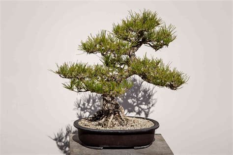 Cedar Bonsai: Plant Care & Growing Guide