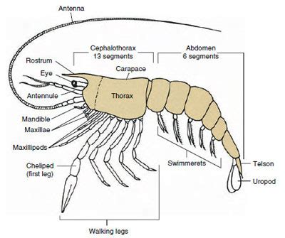 Subphylum Crustacea | Aquatic Mandibulates | The Diversity of Animal ...