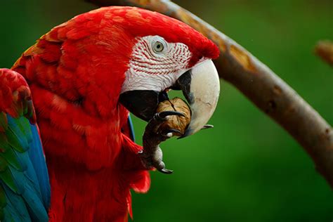 What Do Parrots Eat? - anuts.com