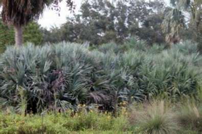 Saw Palmetto Plant Care: Cómo cultivar plantas de palma enana americana ...