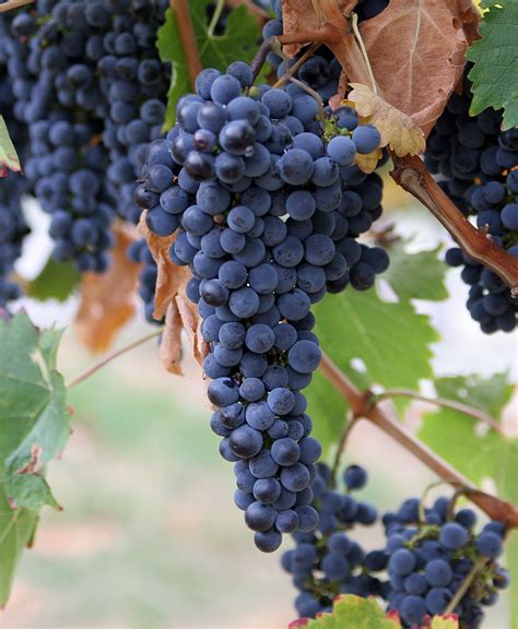 File:Grapes.jpg - Wikimedia Commons