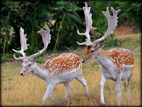 Fallow Deer with full antlers at Knole Park | One more shot Rog | Flickr