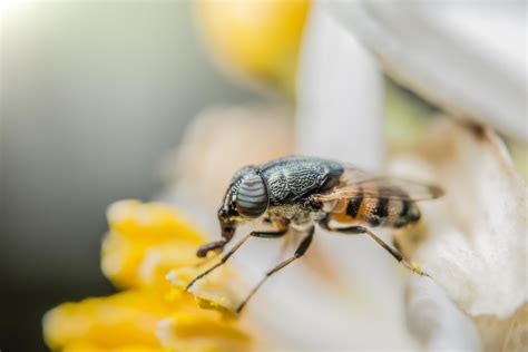 Syrphidae on a flower 1831864 Stock Photo at Vecteezy