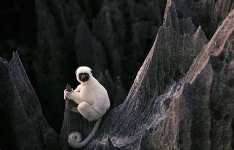 sifaka lemur, stone forest, madagascar photo | One Big Photo