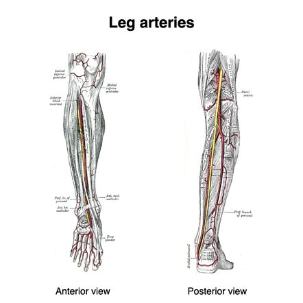 Posterior Tibial Artery