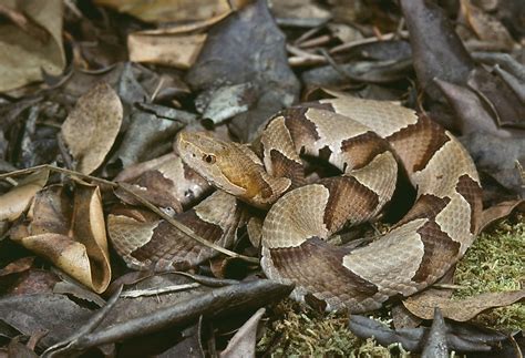 The Most Venomous Snakes Of Florida - WorldAtlas