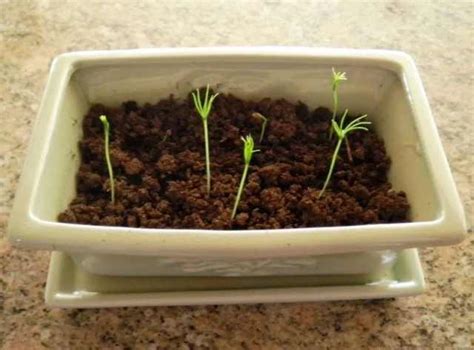 Growing a Bonsai From a Seed