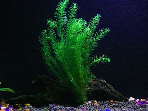 16+ Easy Aquarium Plants | NellyNaveera