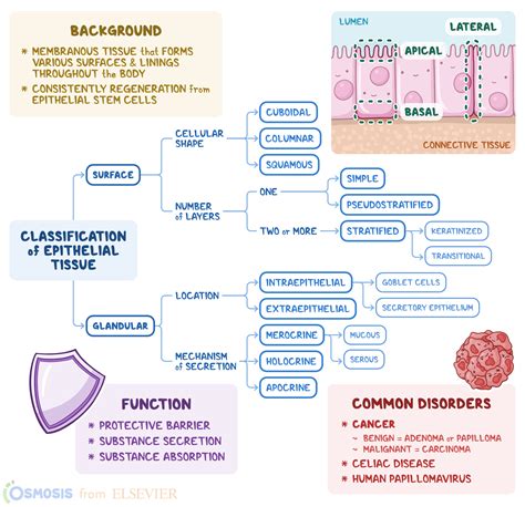 Epithelial Tissue: What Is It, Where It’s Found, and More | Osmosis