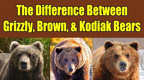 Difference Between Grizzly Bears, Brown Bears, and Kodiak Bears ...