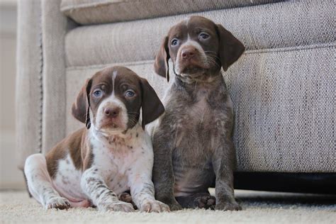 Braque Francais Puppies – Boykin Spaniels and other Gun Dogs Available ...