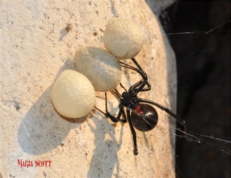 Black Widow with Egg Sacs | Latrodectus hesperus, the most v… | Flickr