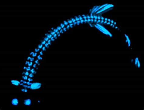 Let There Be Light!: Bioluminescence in Marine Life - The Fountain Magazine