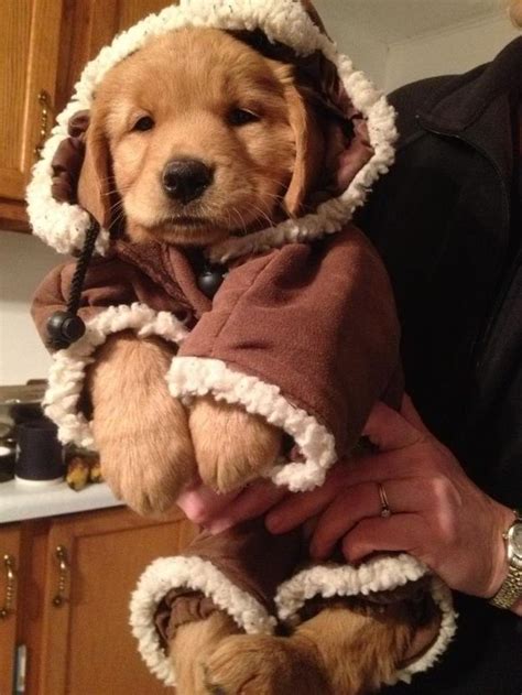 Community Post: 25 Dogs Bundled Up For Winter | Pets, Happy and Puppys