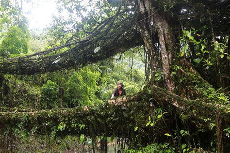 The Living Root Bridges Of Cherrapunji In Megahalya, India. | Travel ...