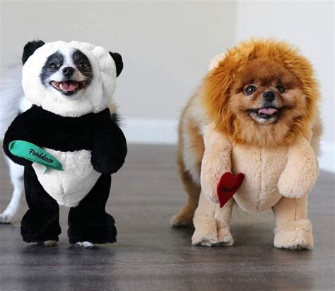 Dressing up your small dog for Halloween? Check out these 7 adorable ...