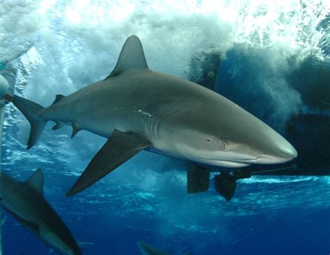 Interesting facts about Galapagos Sharks - That Adventure Life