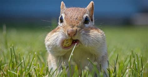 Chipmunk Cheeks: Everything You've Ever Wanted To Know - A-Z Animals