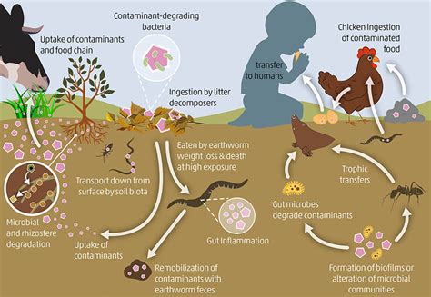 Effects Of Soil Pollution On Animals