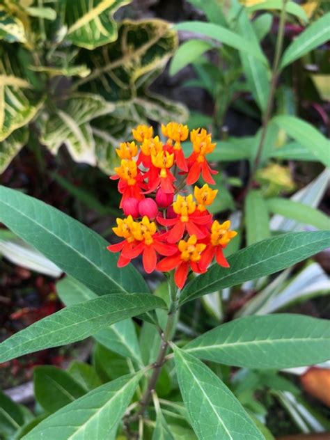 Daisy Garden Swamp Milkweed Seed Packet Duo (Asclepias Incarnata) Open ...