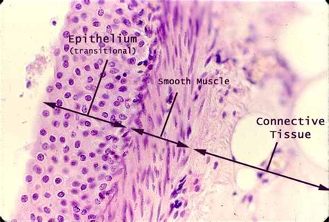 Histology at SIU