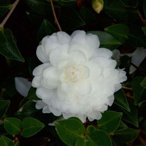 Camellia sasanqua October Magic® White Shi-shi’™ | Kiefer Nursery ...