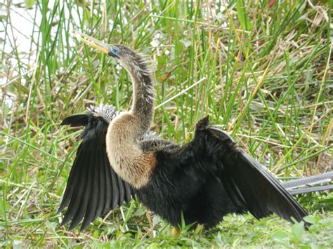 Anhinga bird in the Florida Everglades | Everglades florida, Florida ...