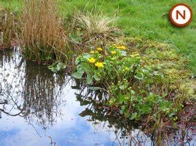 Native Marginal Pond Plants Collection for Partly Shady Areas ...