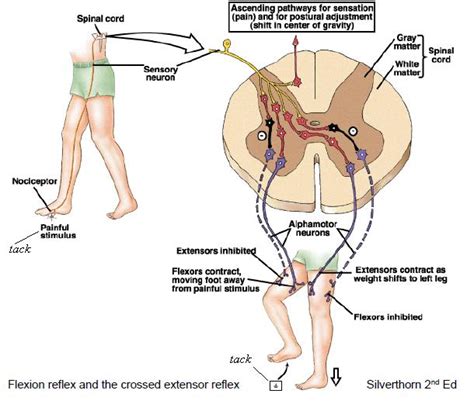 Crossed Extension Reflex