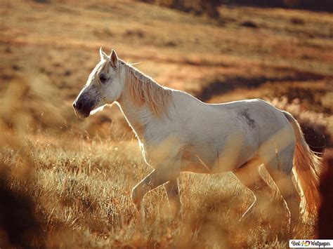 White Horse , Buckskin Horse HD wallpaper | Pxfuel