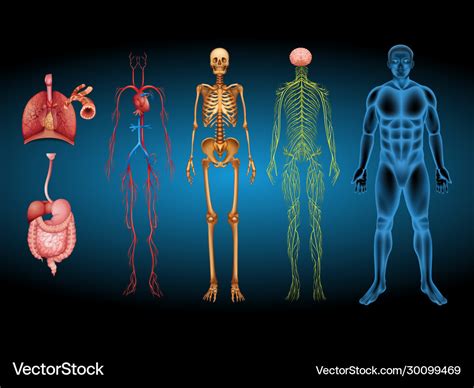 Human body anatomy design set Royalty Free Vector Image