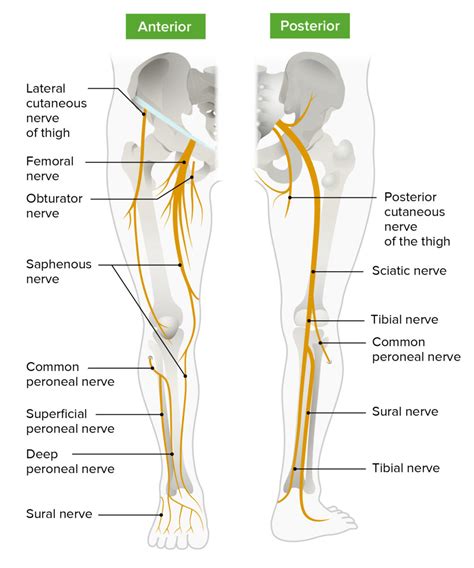 Foot Diagram Nerves