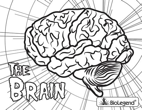 Parts Of The Brain Coloring Sheet | Hakume Colors