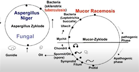 Pleomorphism, a progression. - The Crux of Health