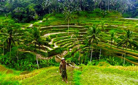 Tegalalang Rice Terrace, Bali Swing & Tegenungan Waterfall