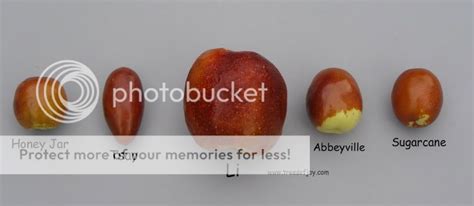 Jujube varieties