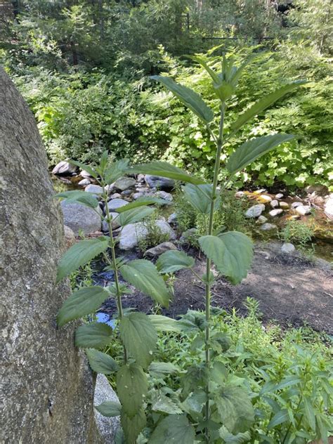 Handcrafted 1 oz Nettle Root Tincture - C.R.Y. Herbals