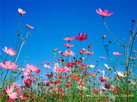 🔥 [50+] Spring Flowers Screensavers Wallpapers | WallpaperSafari