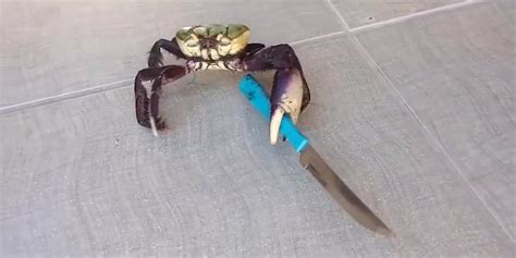 The sad truth behind the viral video of a knife-wielding crab ...