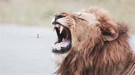 Lion Roar Sound - YouTube