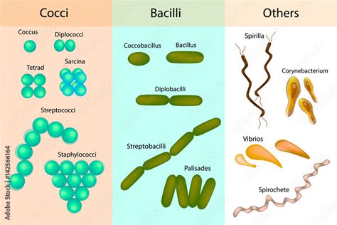 Types of bacterial. Bacteria,different Forms of Bacteria ...