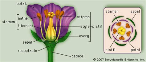 Flower | Definition, Parts, Anatomy, Types,& Facts | Britannica